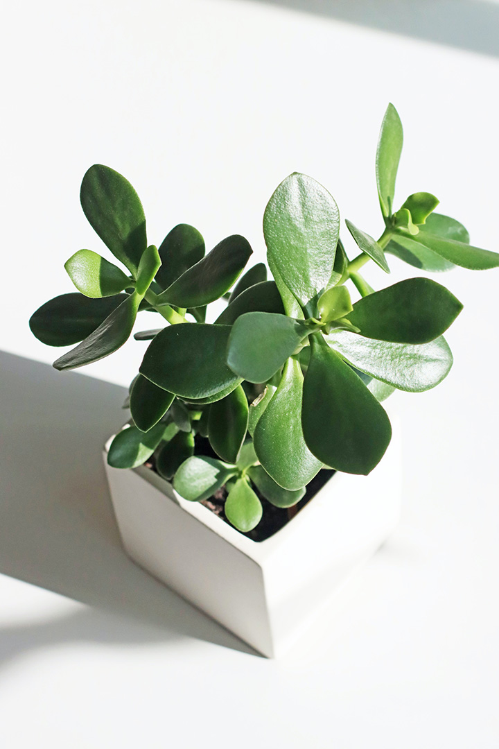 pexels-amelia-cui-8507298